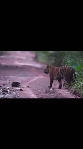 The drunk honey badger 🦡 and two tigers #voiceover #yoruba 