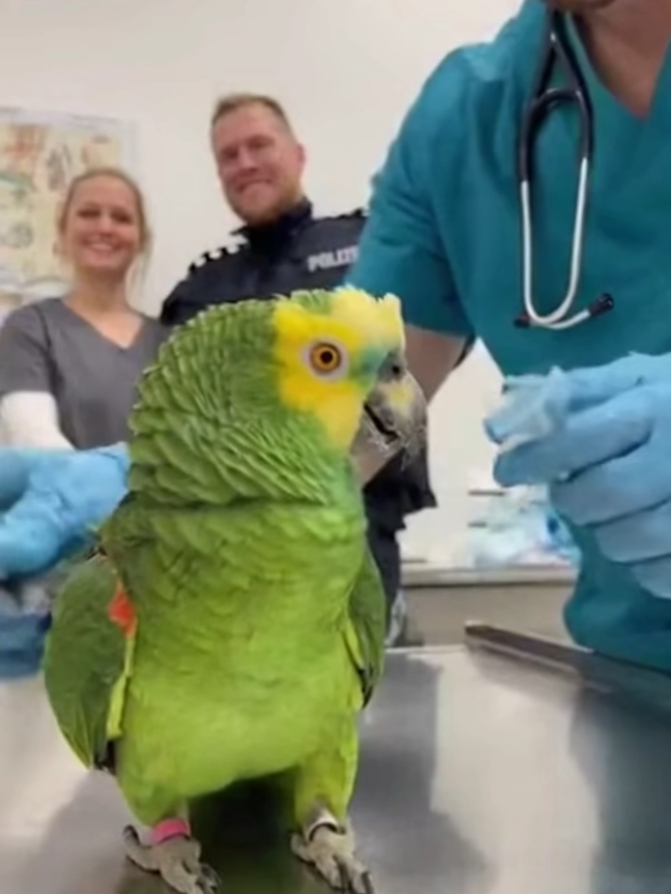 🦜💉 Der Freche Papagei ist wieder beim Tierarzt... Von „Das ist eine Schatzsuche!“ bis „Er sieht aus, als würde er an Kartoffeln üben!“ 😂 Jedes Mal mehr Drama, mehr Lachen und null Vertrauen in deutsche Tierärzte 💀 #DerFrechePapagei #PapageiTierarzt #PapageiSpricht #PapageiRoast #PapageiLacht #LustigDE #DeutscheComedy #FunnyAnimalsDE #PapageiWitz #KIComedy #ViralShortsDE #ComedyDeutschland