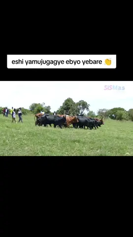 #bahimaculture #kuhingira 