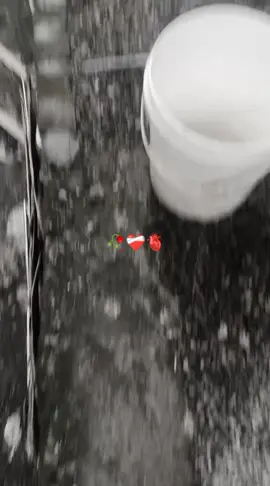 leren sek#wonotirto ##sumberboto #4u #mendo 