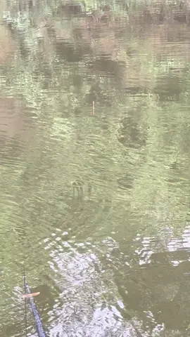 Chuyên án đoán cá 