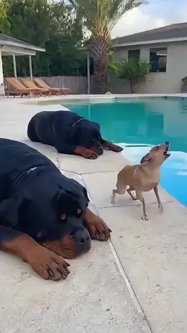 Rottweiler Gets Tired of the Chihuahua and Tosses Him Into the Pool 🐕‍🦺😑🐶💦😂video for fun & laughs! Every scene is digitally created — no real animals,  #AIreel #AIfunny #AIanimals #AIfun #CreativeAI  