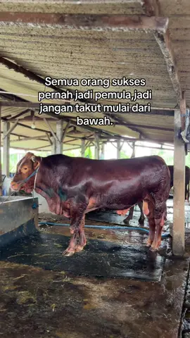💪#sapi #sapimonster #sapimojokerto #peternaksapiindonesia #sapijumbo 