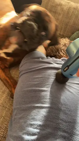 #boxer #brindleboxer #brindleboxer #boxerpup #boxerlove 