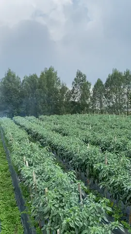 #petaniindonesia🇮🇩🇮🇩🇮🇩🌿🌿 