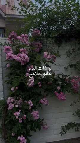 قناة التلي بالبايو 🤍🌿. #باسم_الكربلائي #كربلاءالمقدسه #تراث_باسم_الكربلائي #اكسبلورexplore #ياسر١٤٢٥هـ 