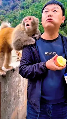 #tiktok #monkey #foryou 