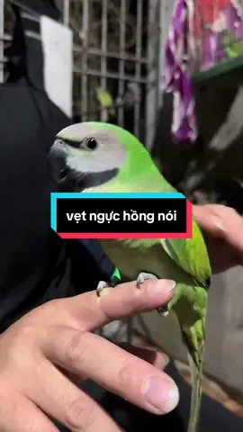 Vẹt ngực hồng nói #vetnguchongnoi #vetnguchong #tamvetbacgiang 