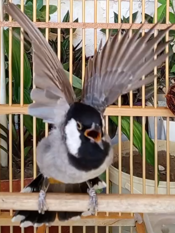 تغريد بلبل فحل لتحفيز البلابل  #بلابل_العراقيه  #بلابل_العراق_الحبيب  #بلابل_ديالى_العراق  #بلبل_عراقي_ابيض_الخدين  #اكسبلورexplore 