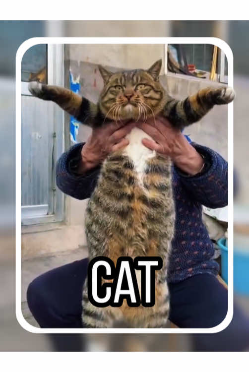 Can you pet this cat? #tiktok #fyp #cat #DidYouKnow #animals 