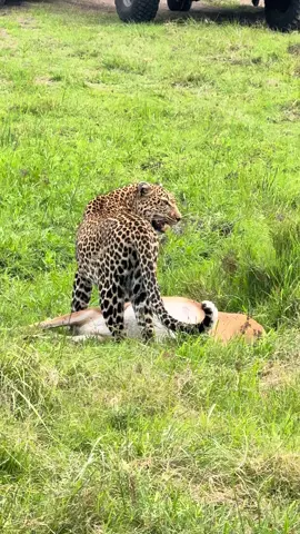 A leopard dragging food into a safer place at the heart of maasai mara #magicalkenyasignatureexperiences #capturingmoments😍 #maasaimaranationalreserve🦁🐆🐃🐘🦏 @Richie romeo @Bush_Nomad 🇰🇪 @Benson Siranka @Denis wild 