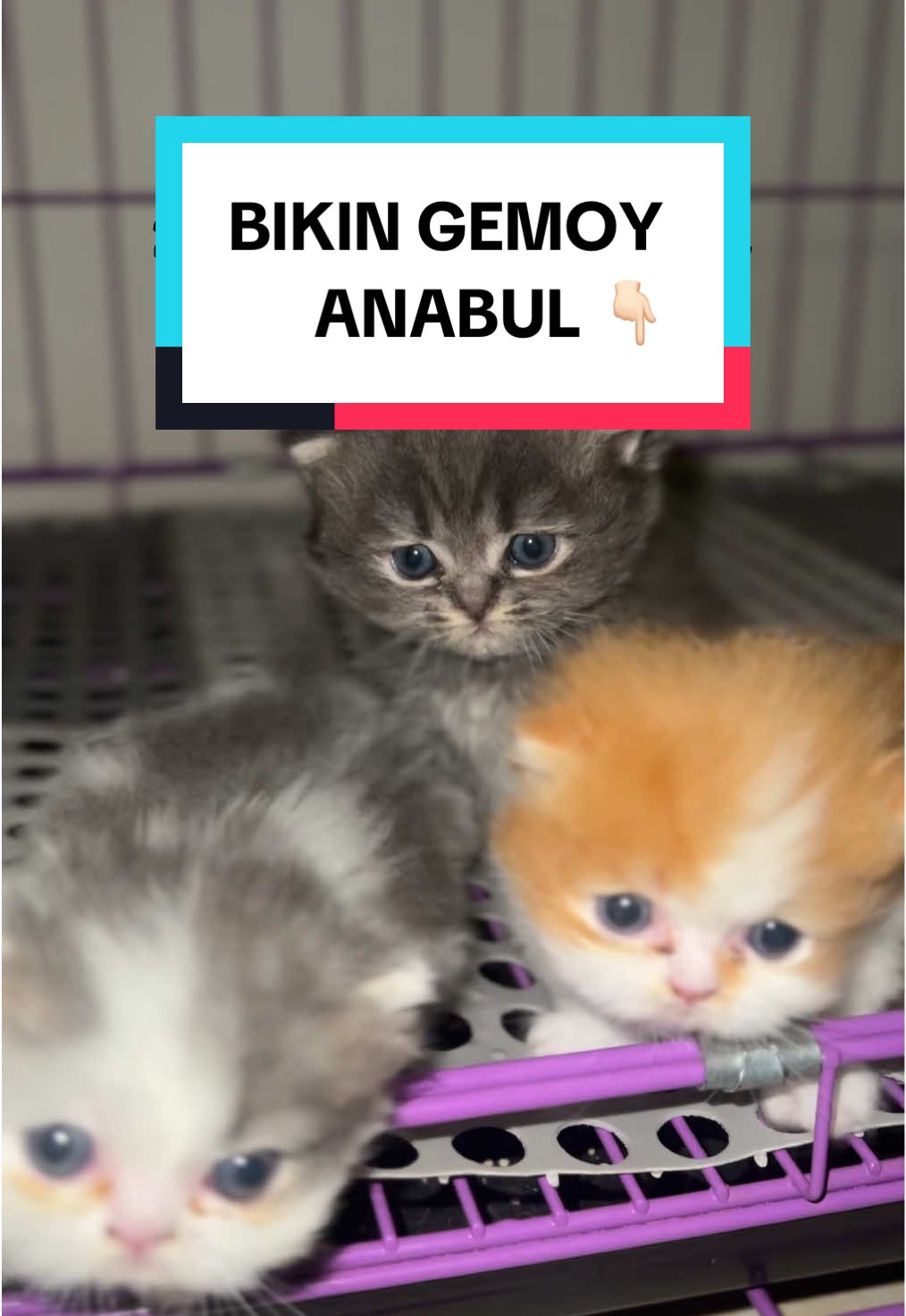 #vitaminkucing #kucing #holycatlabs 