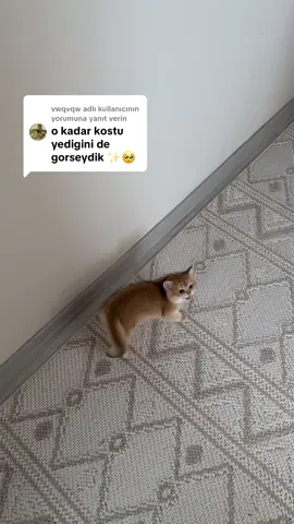 @vwqvqw adlı kullanıcıya yanıt veriliyor 