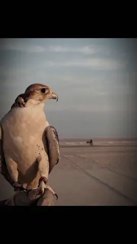 @م̷ــــــف̷َــت̷ــٵ̷ ح̷?♕«« #اعاده_نشر🔁 #شعراء_وذواقين_الشعر_الشعبي🎸 #مشاهدات100k🔥 #مطروح_وهلها🔥💪😎 #7777 