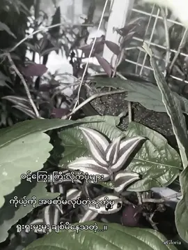 ခင်ဗျားဟာ  ကျွန်တော့်အတွက်တော့ ဘယ်တော့မှ မစွန့်လွှတ်နိုင်တဲ့      'ဝဋ်ကြွေး'လှလှလေး တစ်ခုပဲ။ #Thinn #fypシ゚viral 