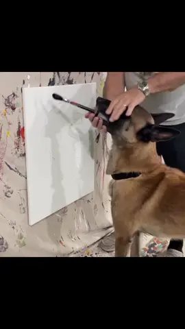 #dogs #Jesus #paratiiiiiiiiiiiiiiiiiiiiiiiiiiiiiii #malinois #fyppppppppppppppppppppppp 