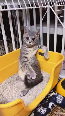 #cat #catsoftiktok #funnycats #catlover 