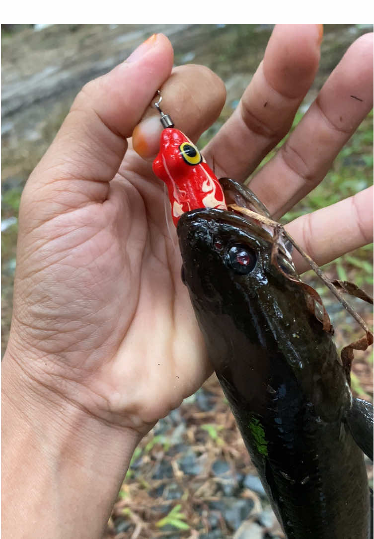 Softrog Gacor!! Softrog Berisik Softrog Rasa Jaws #softrog #softrogjaws #softrogberisik 