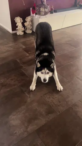 Just a husky thing 😂#siberianhusky #husky #denmark #dog 