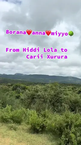 #oromotiktok❤️💚❤️ethiopiantiktok #oromotiktok #boranatiktok🥰❤fyp #boranatiktok 