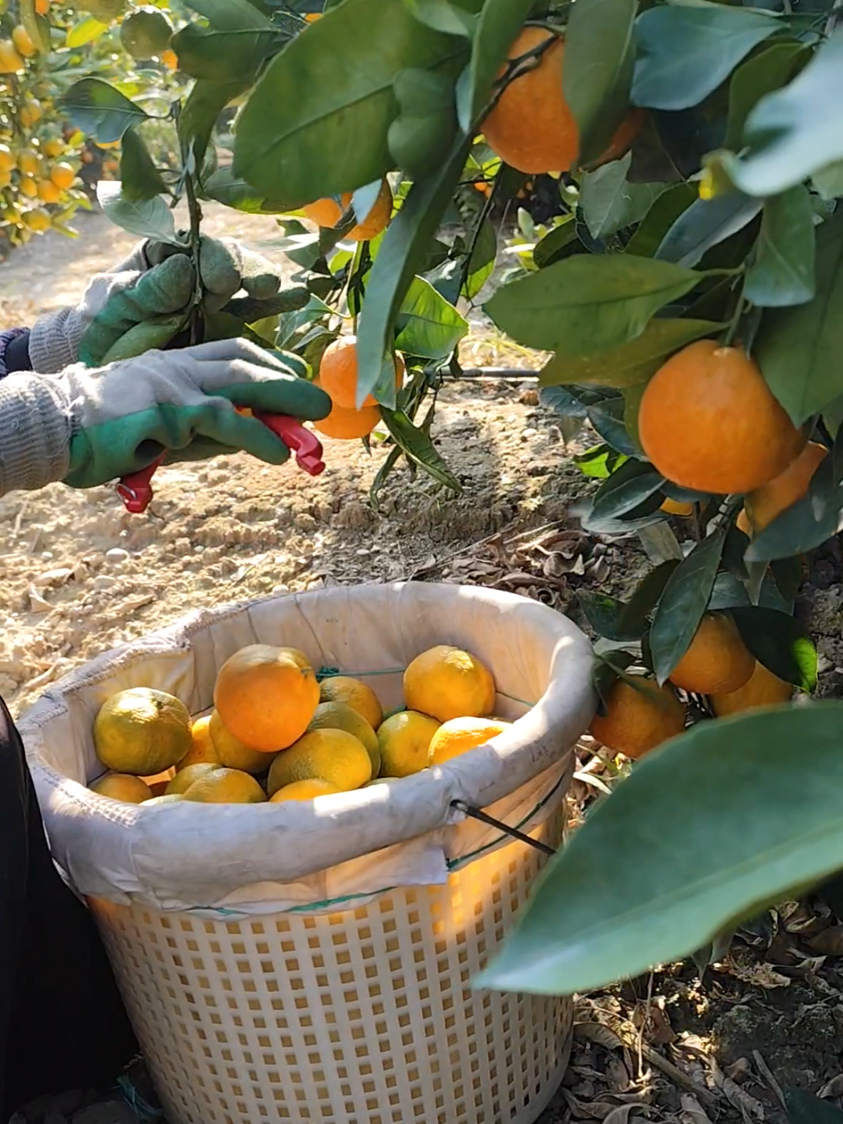 ❤️🪐 #بغجات_اضنه🍊 