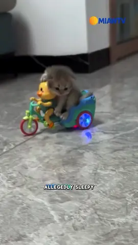 breaking news ya ges! #kucing #kucinglucu #cats #catsoftiktok #videolucu 