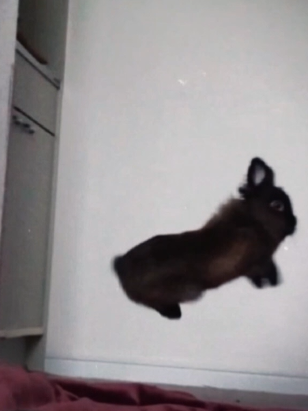 Bunny🐇 #cutebunny #viral #fyp #edit #bunny 