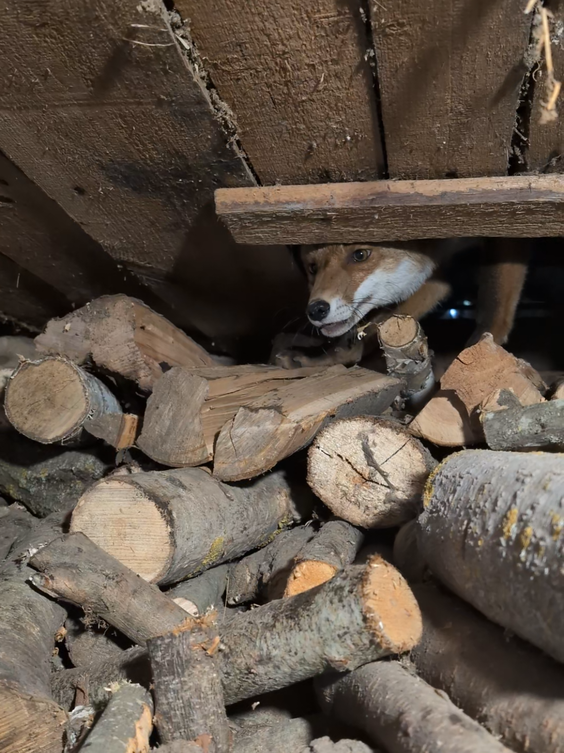 #джекрасселтерьер #фоксік #домашнійлис #буся #wildlife 