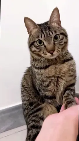 funnycats😂😂😂#funnycat #cutecat #funnyvideos #viral_video 