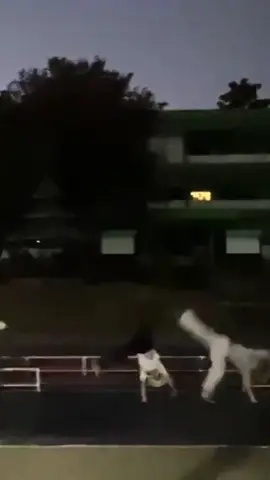 แดนซ์เซอร์ห้องสอนเป็นบ้าไปแล้ว5555#ชิงช้าสวรรค์2026 #วงดนตรีลูกทุ่งสิงหนาท #โรงเรียนห้องสอนศึกษาในพระอุปถัมภ์ฯ🤍💚 #workpoint23 #CapCut 