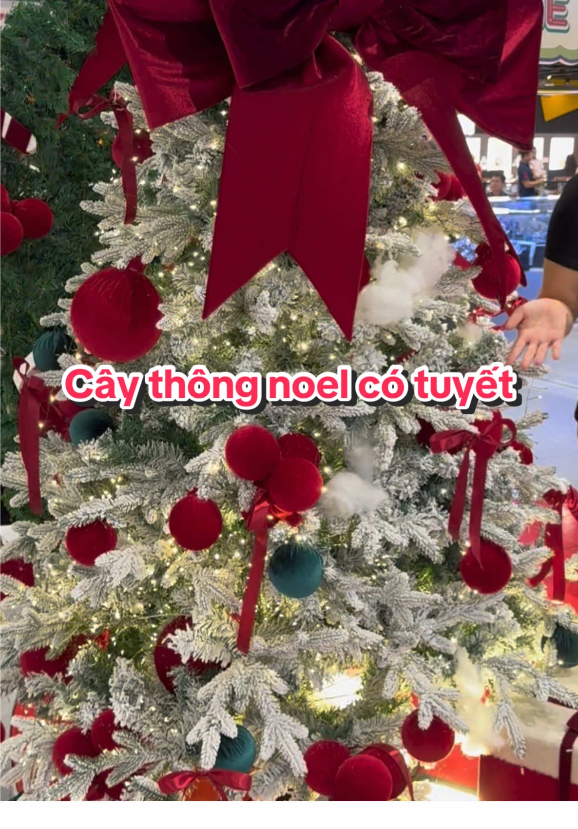 Noel is comming❤️❤️❤️ #caythong #caythongnoel #trangtrinoel #decornoel #noel 