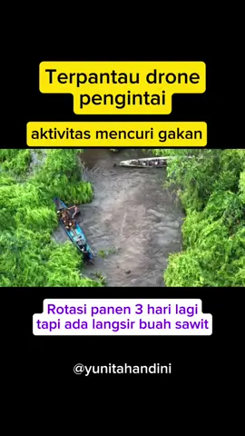 Drone pengintaian menangkap pergerakan mencurigakan di tepian sungai. ternyata ninja sawit. Tim segap turun TKP 🌴😱 #petanikelapasawit #reelsviral #fyp #videoviral #ninjasawit