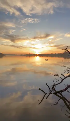 Something in my soul… #lobo #sunriselovers #birdvideos #pelican #sunriseview 