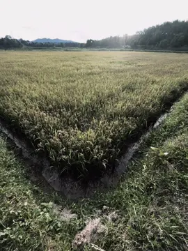 “喜欢一个不爱你的人，就像拥抱一颗仙人掌，越抱越疼……” 