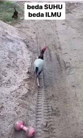 Ini yang ngajarin siapa ya🤣🤣🤣. #ayambangkoksuper #ayam_bangkokclassic #ayambangkokindinesia 