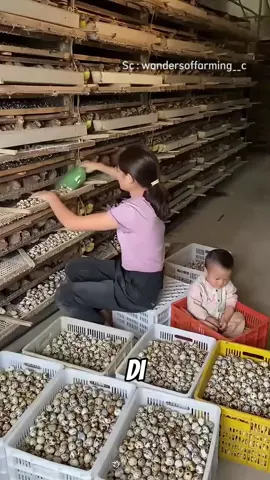 Peternakan telur puyuh #puyuh #serunyabelajar #fyp 