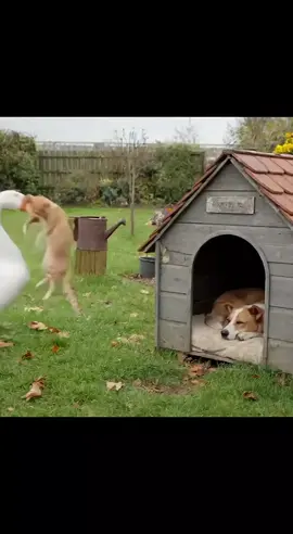 😂 Die Gans trägt eine Katze in das Hundehaus des schlafenden Hunds, was kann dabei schon schief gehe. 😱😅 #sora #spaß #hund #fyp #tiere 