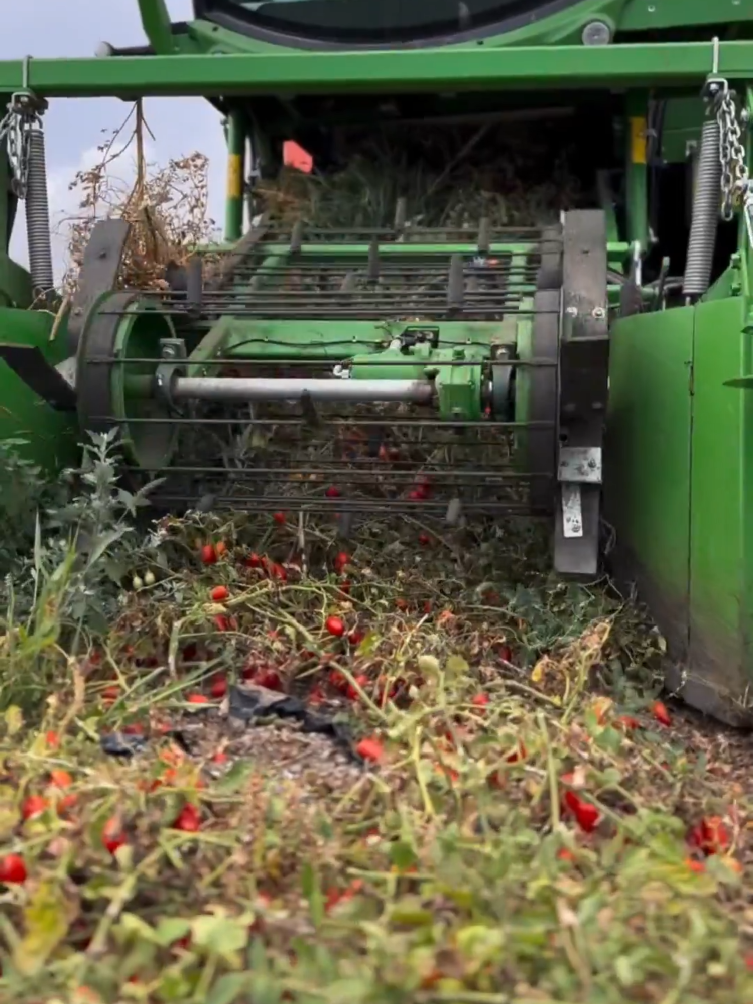 Cosecha Mecanizada De Tomates 🍅 Esta máquina arranca las plantas, separa los tomates maduros de las ramas y limpia los residuos con varillas vibratorias y cintas transportadoras. Ahorra mano de obra y acelera la producción.
