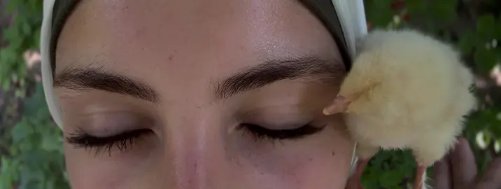 #хочуврекомендации ##🐣🐥цип 