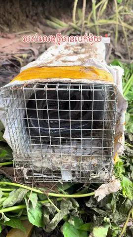 តម្លៃ​ធូរៗ❤️️ #លបពស់​ #លប​ #ពស់ធំណាស់ #foryou #viral 