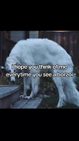 ࣪   #BORZOI  ︵ֺ︵  𝜚  filler post auguufhh anyways i love borzois              ᰋ. ‎ ‎‎ ‎ #fyp ‎  ~ ‎ ‎‎ ‎ #aza1ea  ‎ ‎‎ ‎ ‎ᰍ    #borzoi  °•  #borzoidog    ⋆˚꩜｡