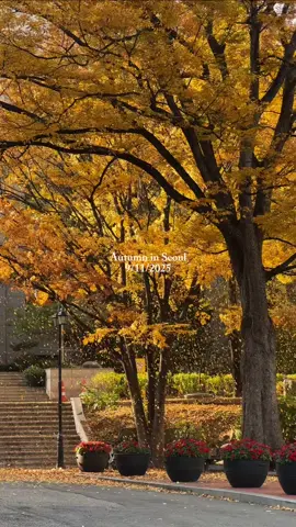 Ôi tôi mê cái thời tiết này quáa #muathuhanquoc #autumninseoul #seoulweather #dulichhanquoc #lavanghanquoc 