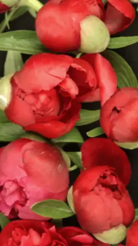 #CapCut #счастьявсем💓😘😘😘илюбви #иотличногонастроения #хорошеговечера💯💥💥💥💐💐💐 