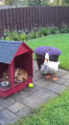 😂 Die Gans trägt eine Katze in das Hundehaus des schlafenden Hunds, was kann dabei schon schief gehen?  😱😅 #sora #spaß #hund #fyp #tiere 