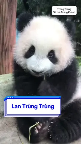🐼 Túi chà neo của Lan Quý Phi - Trùng Hêu hồi nhỏ xinh như gấu bông ấy ~  ngoài vẻ khờ nhây, chứ ảnh đẹp zai hệt ông bố Vũ Dương 😄 #LanTrùngTrùng #SongHỉTrùngKhánh #gấutrúc #panda