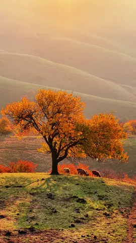 Mùa thu ở thung lũng hoa mơ Nalati  — khi ánh bình minh nhuộm vàng những tán cây, từng tia sáng xuyên qua nhánh mơ, khiến cả thung lũng rực lên trong vũ điệu của ánh sáng và gió 🍂🌤️ Thu nơi đây không chỉ là sắc màu, mà còn là hơi thở dịu dàng của thiên nhiên — khiến lòng người như tan ra trong cảnh sắc mơ màng ấy 🌿✨ #TânCương #ThungLũngHoaMơNalati #DuLịchYili #MùaThuTânCương #ToànCảnhTừFlycam 🍁🏔️