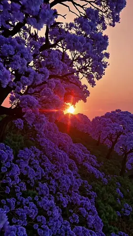 ✨ A natureza te inspira?  Does nature inspire you? O sol atravessa as flores roxas e o coração se enche de luz. Há beleza demais em cada novo amanhecer. 🌿💜 Compartilhe 🙌 ✨ Does nature inspire you? The sun passes through the purple blossoms and fills the heart with light. There’s so much beauty in every new sunrise. 🌿💜 Share 🙌 #paravoce #natureza360 #naturevibes #naturezaqueacalma #flowers