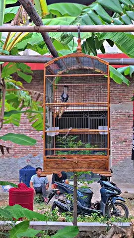 Pesona kacer Giras #CapCut #kacer #fyp  #kacermania #kicaumaniaindonesia 