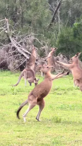 Spring party in the bush #kangaroo #fight #koala #cuteanimals #australia 