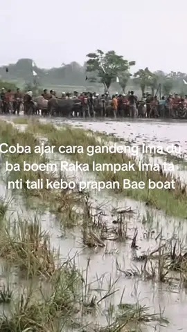 ba sengaro kadu sanak soai#barapankebo #sumbawabesar #putriidolapak🔥 